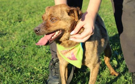 Einfühlsames Zuhause für Tobi gesucht