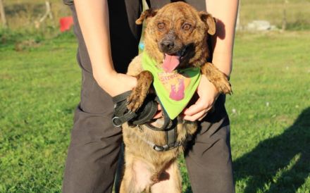 Einfühlsames Zuhause für Tobi gesucht