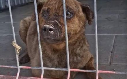 Einfühlsames Zuhause für Tobi gesucht