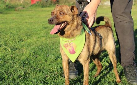 Einfühlsames Zuhause für Tobi gesucht