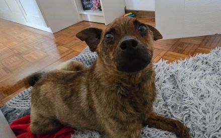 Einfühlsames Zuhause für Tobi gesucht