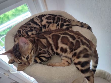 Zauberhafte Bengalkitten mit TICA-Stammbaum - Snow Lynx und Brown Rosetted - abzugeben