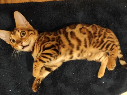 Wunderschöne Bengalkitten - Snow Mink & Brown Rosetted - liebevolle Hobbyaufzucht