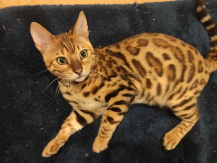 Wunderschöne Bengalkitten - Snow Mink & Brown Rosetted - liebevolle Hobbyaufzucht