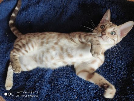 Wunderschöne Bengalkitten - Snow Mink & Brown Rosetted - liebevolle Hobbyaufzucht