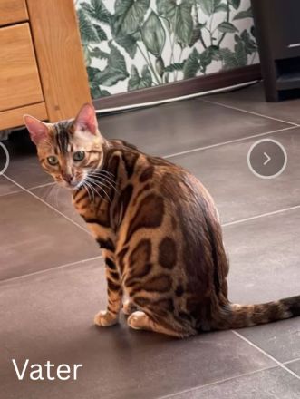 Zauberhafte Bengalkitten mit TICA-Stammbaum - Snow Lynx und Brown Rosetted - abzugeben