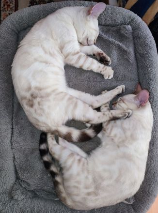 Zauberhafte Bengalkitten mit TICA-Stammbaum - Snow Lynx und Brown Rosetted - abzugeben