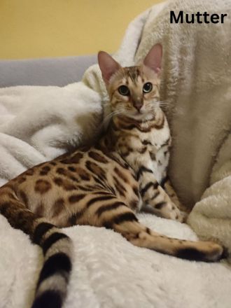 Zauberhafte Bengalkitten mit TICA-Stammbaum - Snow Lynx und Brown Rosetted - abzugeben