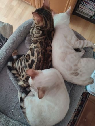 Zauberhafte Bengalkitten mit TICA-Stammbaum - Snow Lynx und Brown Rosetted - abzugeben