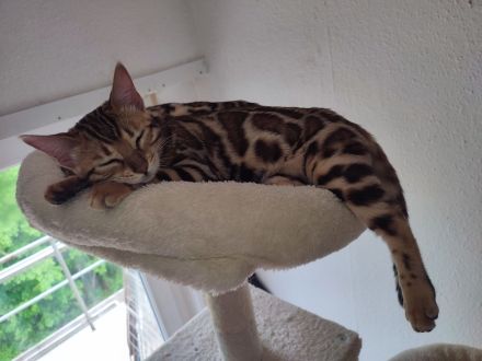 Zauberhafte Bengalkitten mit TICA-Stammbaum - Snow Lynx und Brown Rosetted - abzugeben