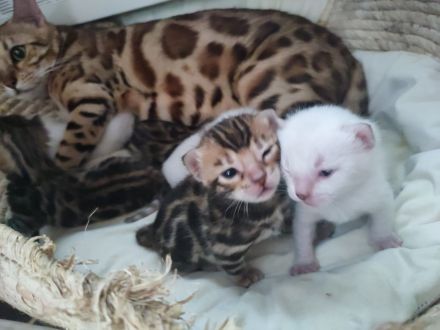 Zauberhafte Bengalkitten mit TICA-Stammbaum - Snow Lynx und Brown Rosetted - abzugeben