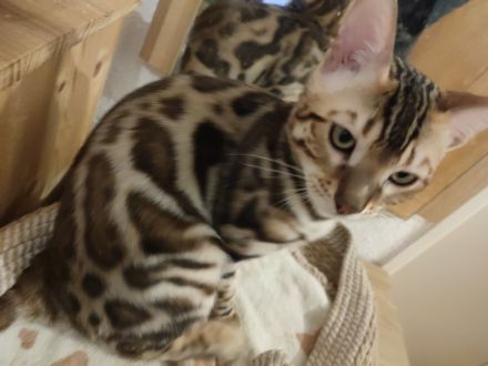 Wunderschöne Bengalkitten - Brown Rosetted - liebevolle Hobbyaufzucht