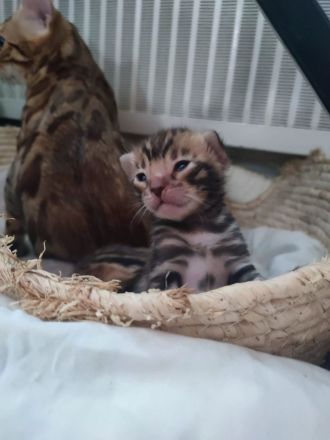 Zauberhafte Bengalkitten mit TICA-Stammbaum - Snow Lynx und Brown Rosetted - abzugeben