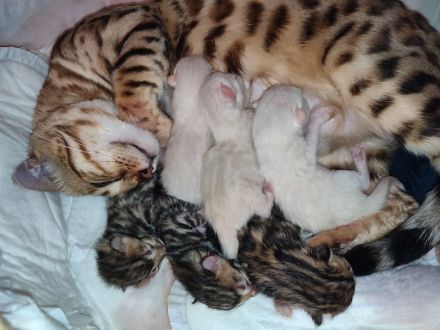 Zauberhafte Bengalkitten mit TICA-Stammbaum - Snow Lynx und Brown Rosetted - abzugeben
