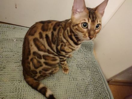 Wunderschöne Bengalkitten - Brown Rosetted - liebevolle Hobbyaufzucht