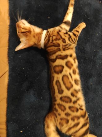 Wunderschöne Bengalkitten - Snow Mink & Brown Rosetted - liebevolle Hobbyaufzucht