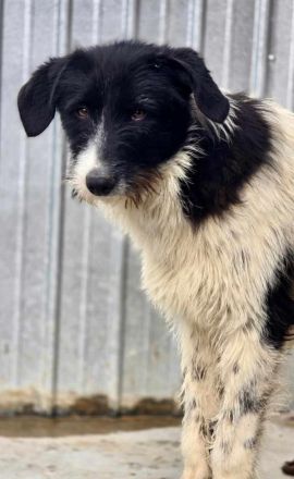 Butscher sucht sein Für-immer-Zuhause