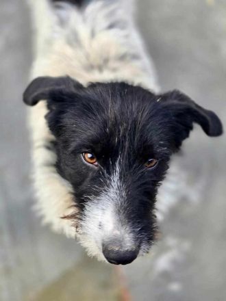 Butscher sucht sein Für-immer-Zuhause