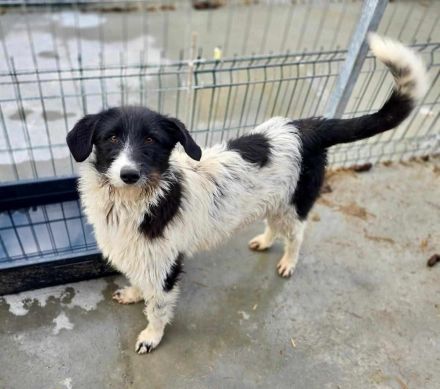 Butscher sucht sein Für-immer-Zuhause