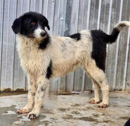 Butscher sucht sein Für-immer-Zuhause