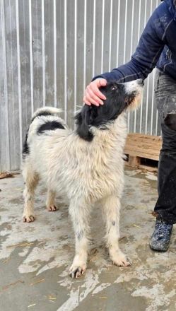 Butscher sucht sein Für-immer-Zuhause