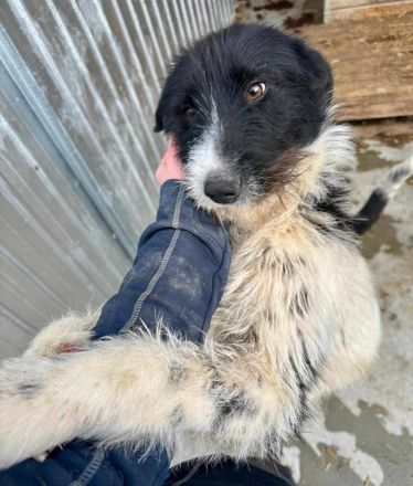 Butscher sucht sein Für-immer-Zuhause