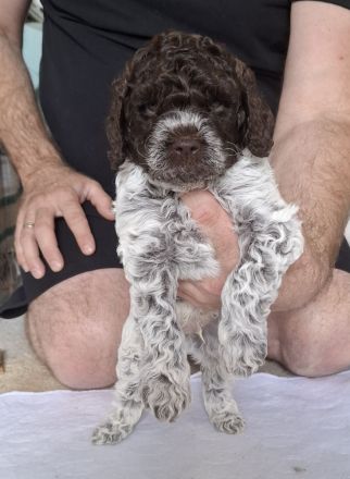 Lagotto Romanolo szczenięta