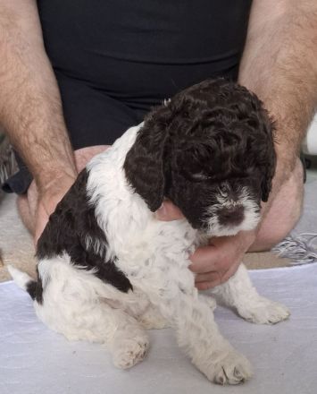 Lagotto Romanolo szczenięta