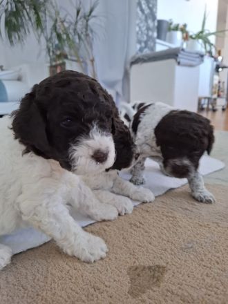 Lagotto Romanolo szczenięta
