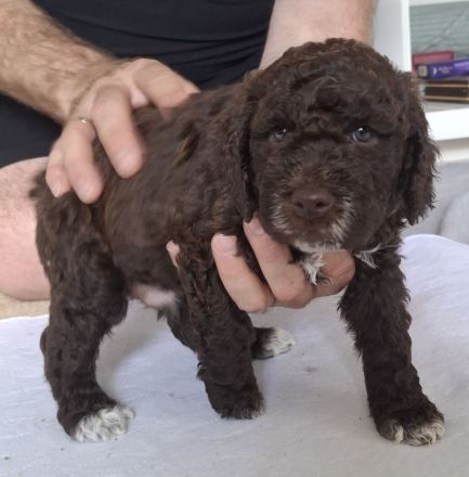 Lagotto Romanolo szczenięta
