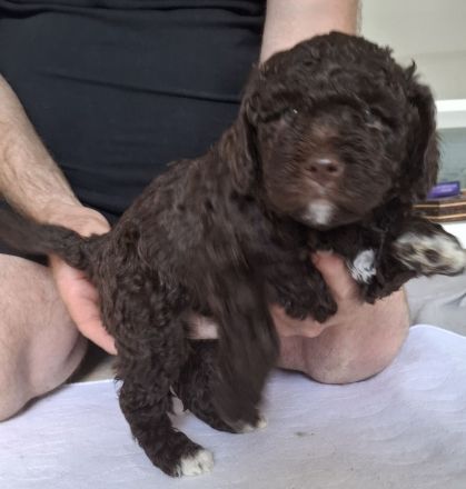 Lagotto Romanolo szczenięta