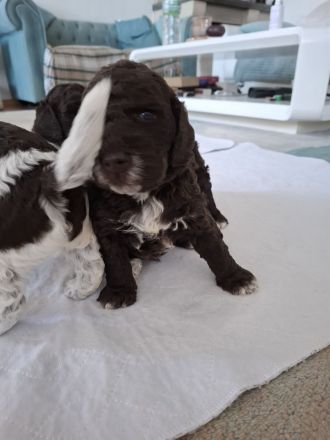 Lagotto Romanolo szczenięta