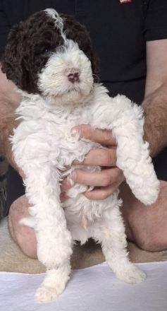 Lagotto Romanolo szczenięta