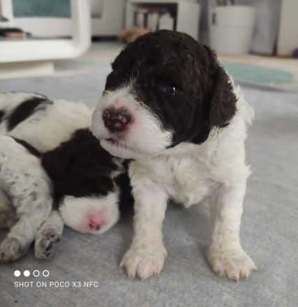 Lagotto Romanolo szczenięta