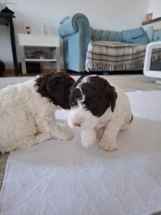 Lagotto Romanolo szczenięta