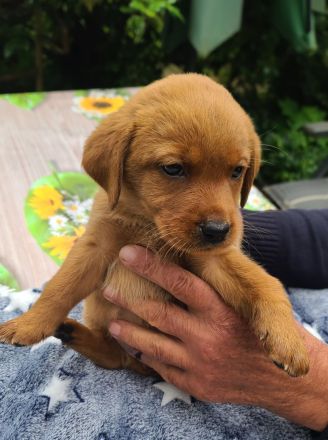 Zuckersüße Labradorwelpen, foxred