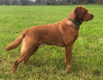 Zuckersüße Labradorwelpen, foxred