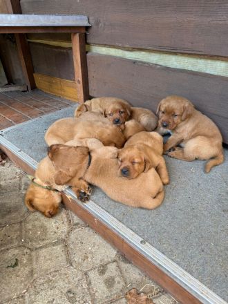 Zuckersüße Labradorwelpen, foxred