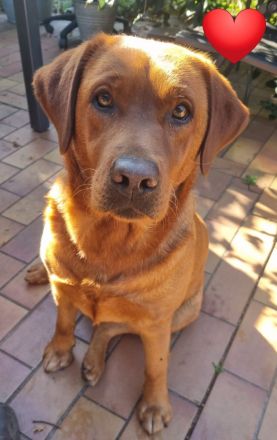 Zuckersüße Labradorwelpen, foxred