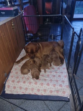 Zuckersüße Labradorwelpen, foxred