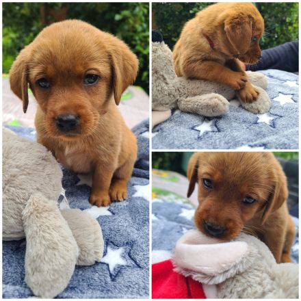 Zuckersüße Labradorwelpen, foxred