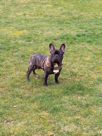 Französische Bulldogge - Deckrüde