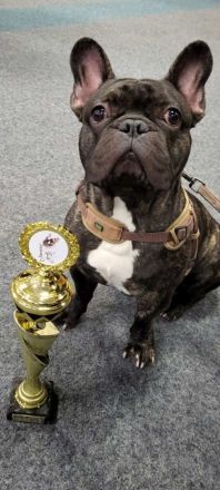 Französische Bulldogge - Deckrüde