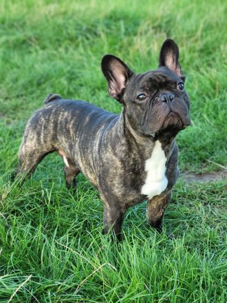 Französische Bulldogge - Deckrüde