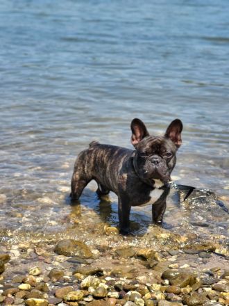 Französische Bulldogge - Deckrüde
