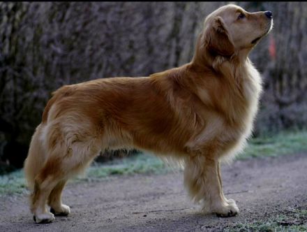 Golden Retriever Deckrüde ( Amerikanische Linie)