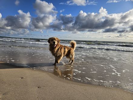 Golden Retriever Deckrüde ( Amerikanische Linie)