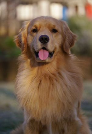 Golden Retriever Deckrüde ( Amerikanische Linie)