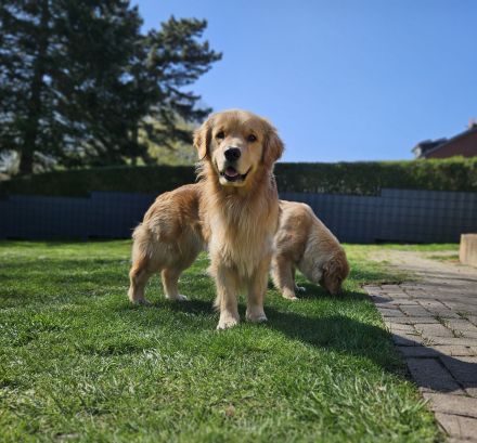 Golden Retriever Deckrüde ( Amerikanische Linie)