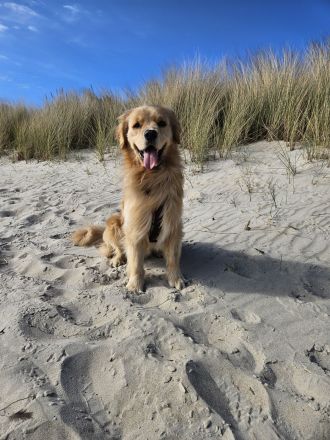 Golden Retriever Deckrüde ( Amerikanische Linie)
